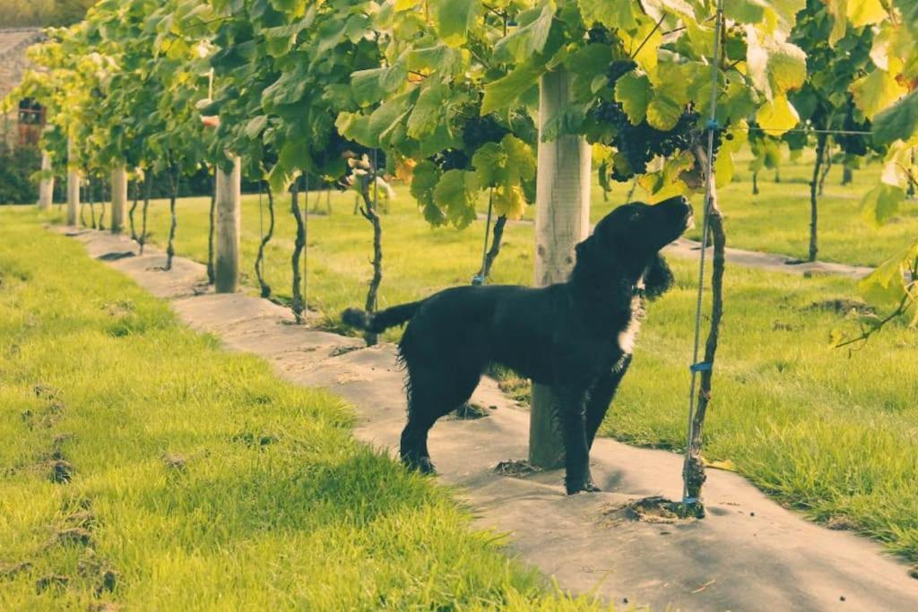 Vineyard Country Cottage Llanerch-Aeron Exteriör bild