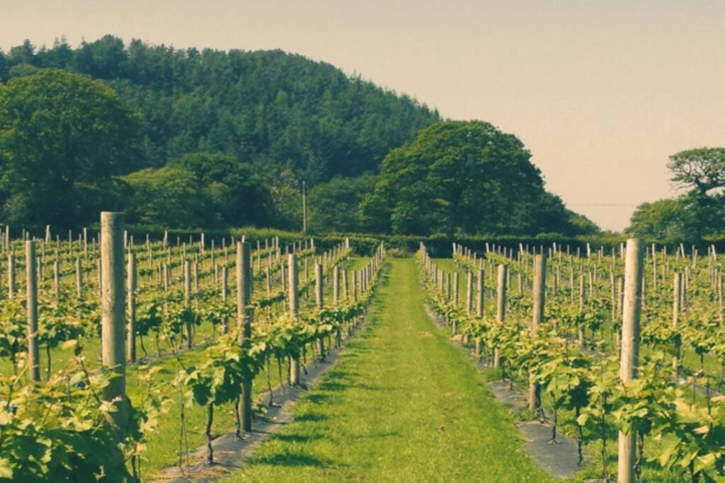 Vineyard Country Cottage Llanerch-Aeron Exteriör bild